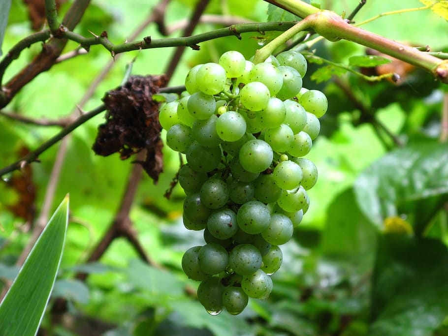 wine, grape, vine, grapes, winegrowing, green, green grapes HD wallpaper