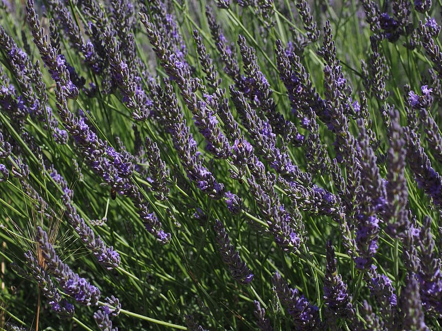 lavender, flowers, blue, lavender field, lavender blossom, lavender cultivation, HD wallpaper