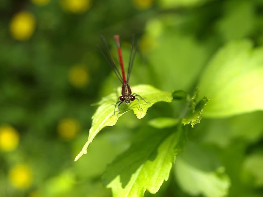 dragonfly, red, insect, flight insect, wing, nature, adonis dragonfly HD wallpaper