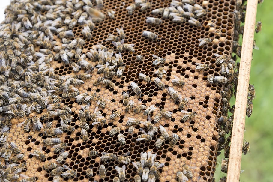 beekeeper, bees, beehive, bee breeding, beekeeping, prey, bee hives HD wallpaper