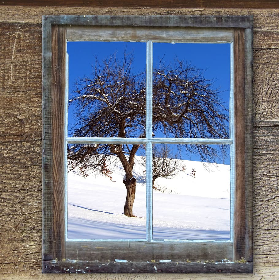 bare tree outside the window, old, hut, snow, kahl, mountains HD wallpaper