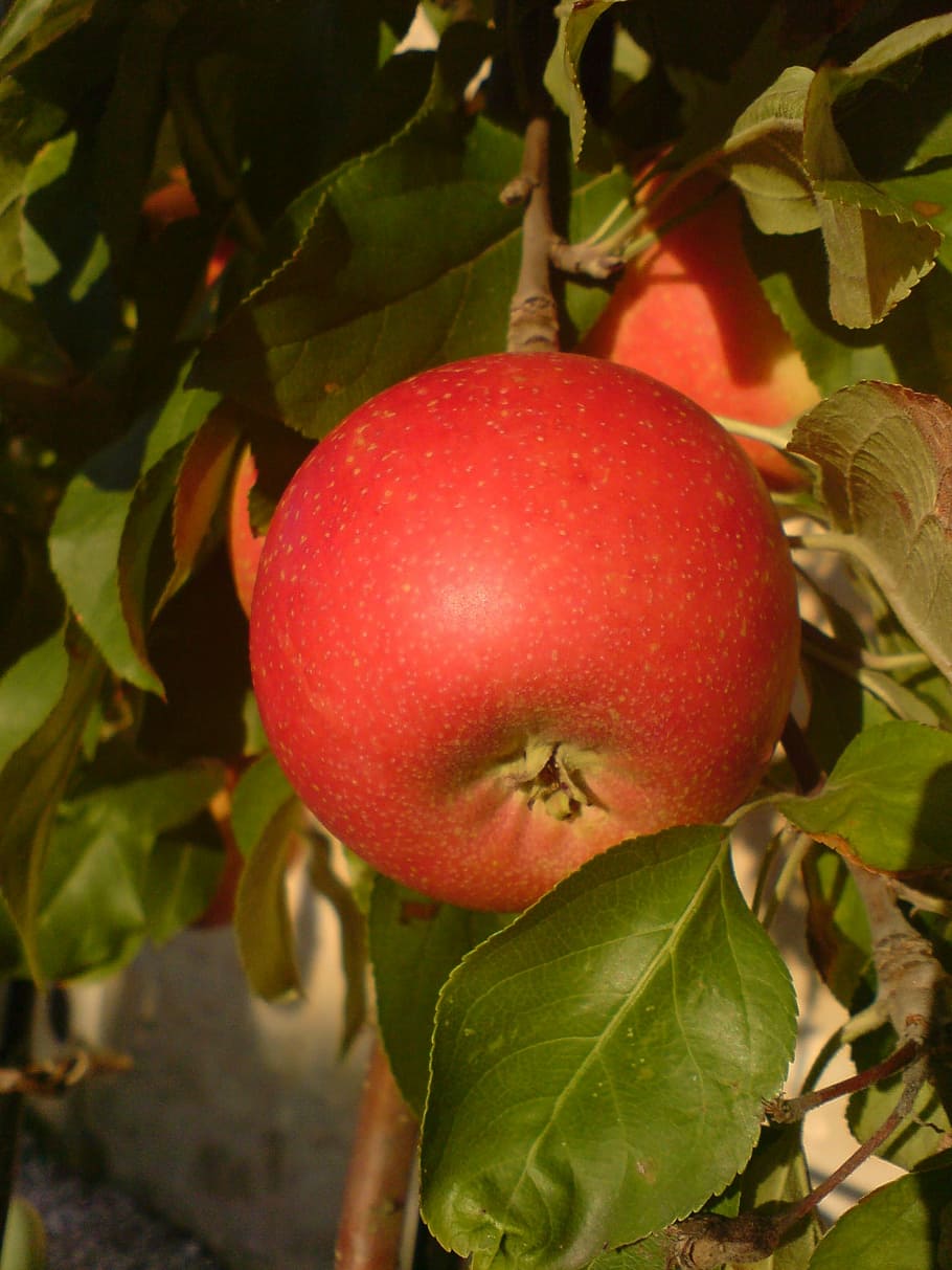 bordeaux, apple, red, food and drink, healthy eating, fruit HD wallpaper
