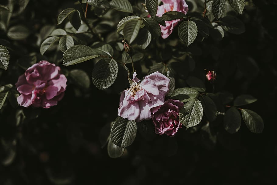 selective focus photography of purple petaled flower, shallow focus photography of pink flowers