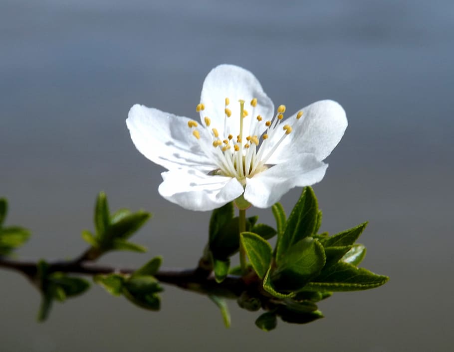 Flower, White, Spring, Casey, white spring, petal, white color HD wallpaper