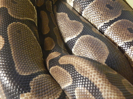 Snake, Skin, Scales, full frame, textile, backgrounds, pattern HD wallpaper