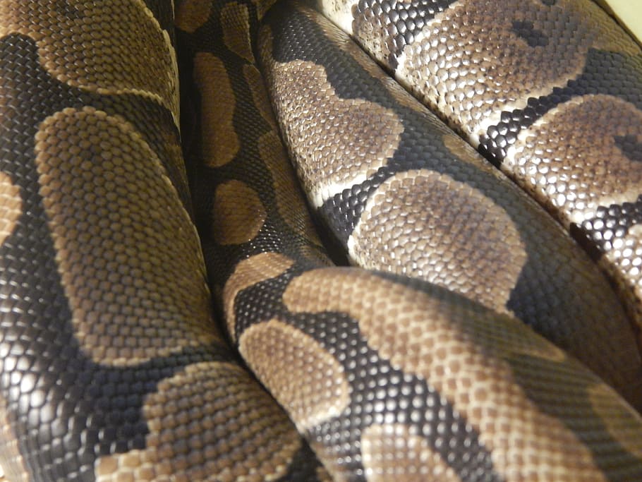 Snake, Skin, Scales, full frame, textile, backgrounds, pattern HD wallpaper
