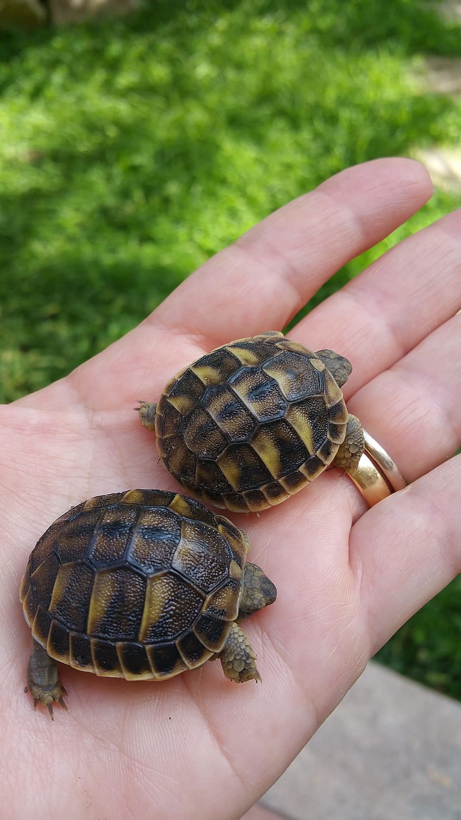 turtles, hand, faith, human hand, one person, human body part HD wallpaper