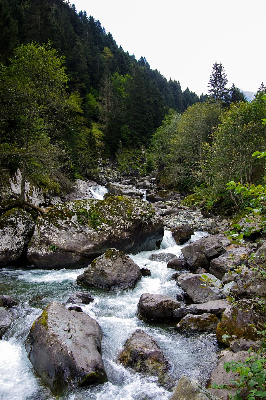 dd, storm, forest, green, streaming, tree, autumn, rize, valley HD wallpaper