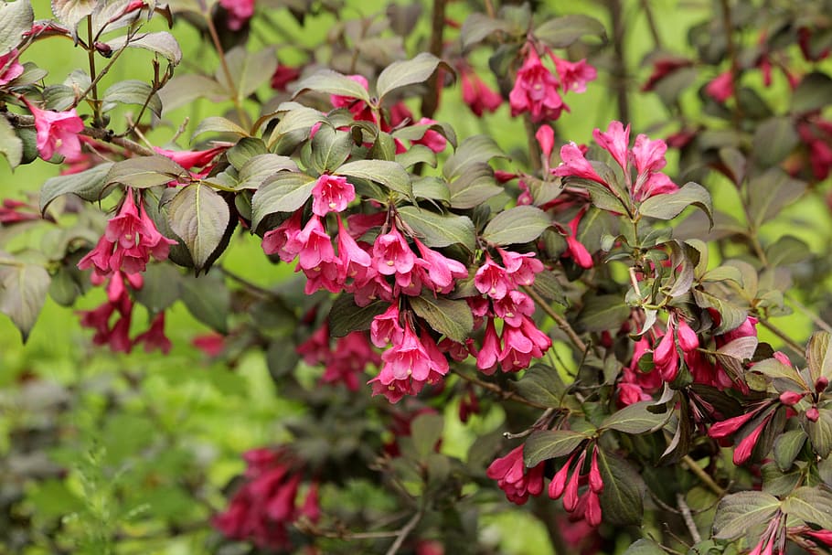 weigela, shrub, bloom, pink flowers, summer, green leaves, green background
