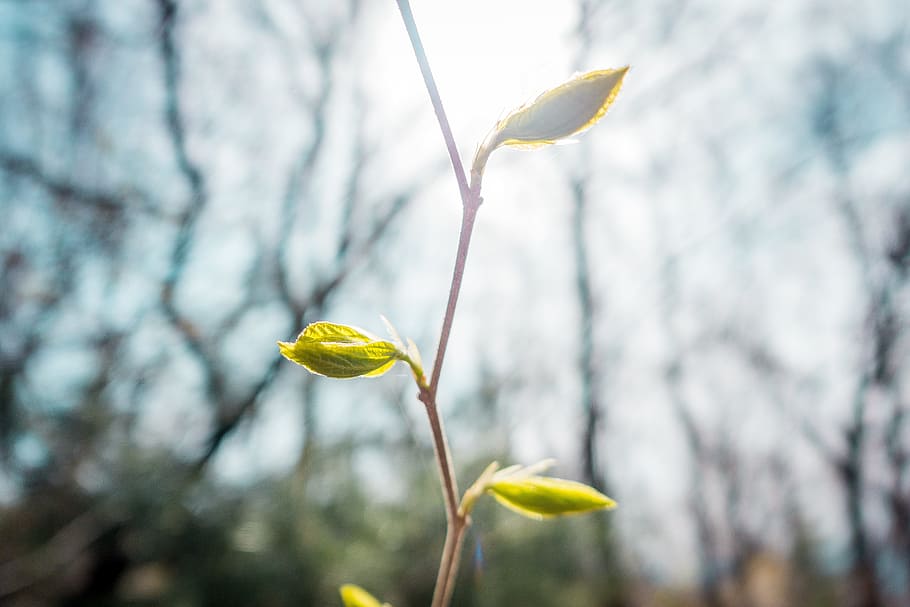 begin, branch, bright, bud, flora, flower, grass family, hope HD wallpaper