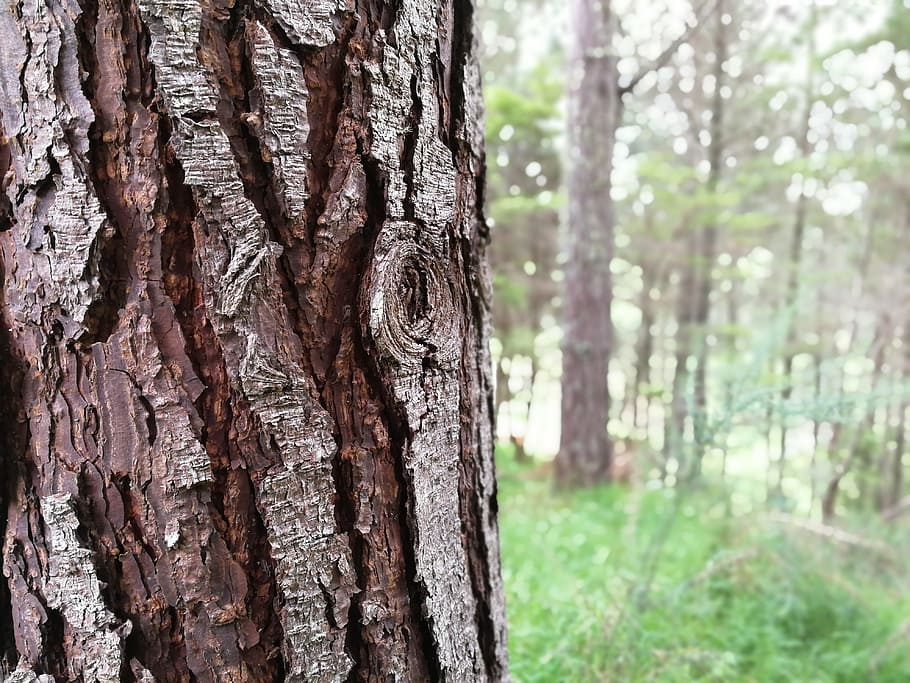 trees, bark, nature, grass, forest, pinetrees, trunk, tree trunk HD wallpaper