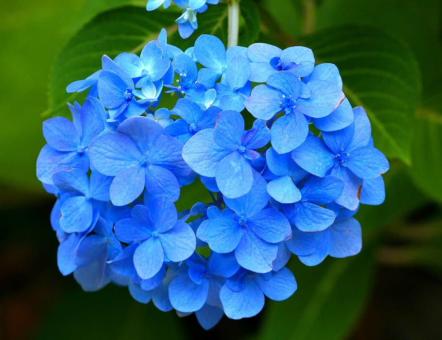 green leafed plant with blue flowers, blue hydrangea, hortensia, HD wallpaper