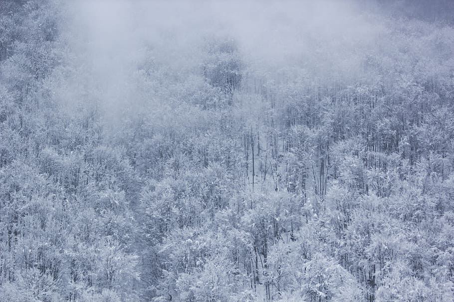 cold, fog, forest, nature, snow, trees, winter, woods, cold temperature HD wallpaper