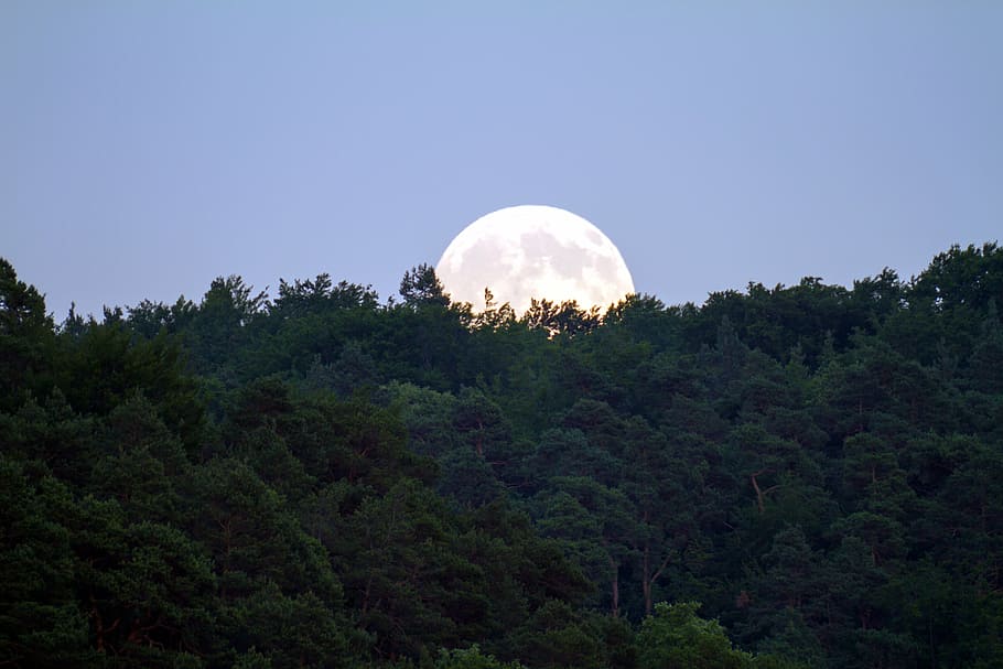 green trees, full moon, evening sky, moonlight, mood, night sky HD wallpaper