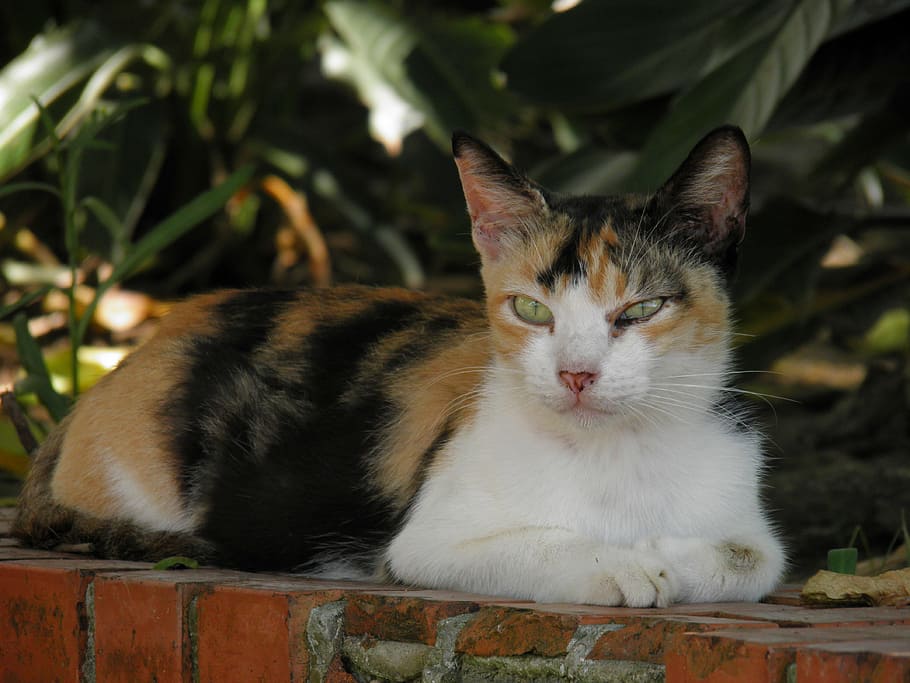 cat, 宠物, animals, domestic Cat, pets, cute, kitten, mammal HD wallpaper
