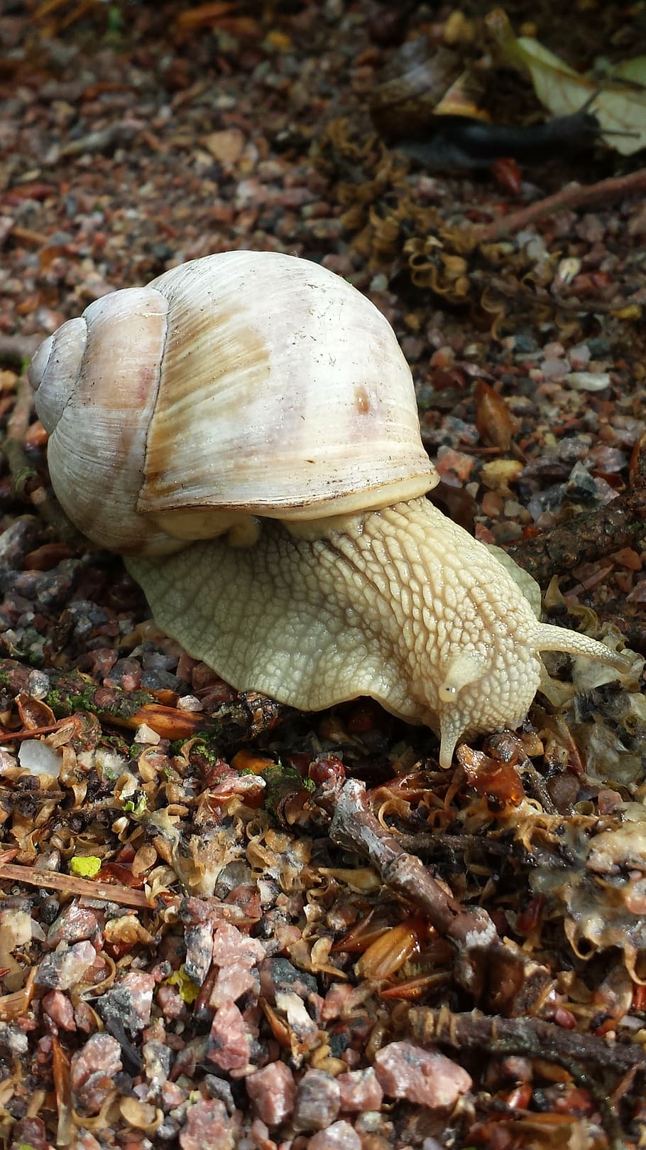 summer, slug, bugs, seashell, nature, animal, animal Shell HD wallpaper