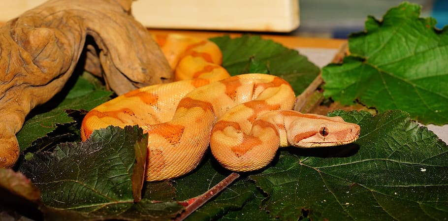 orange and brown python on leaves, snake, boa constrictor imperator, HD wallpaper