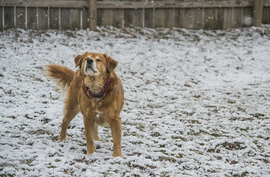 shallow focus photography of dog standing near wooden fence, dog on snow field near wooden fence HD wallpaper