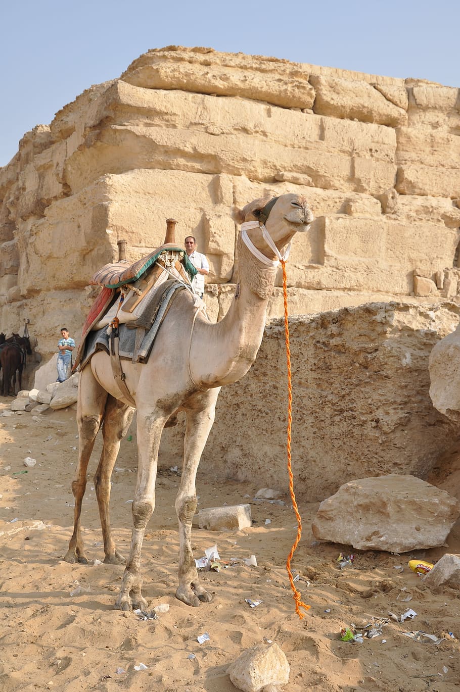 Camel, Dromedary, Egypt, Pyramids, tourist, giza, temple, hieroglyphs HD wallpaper