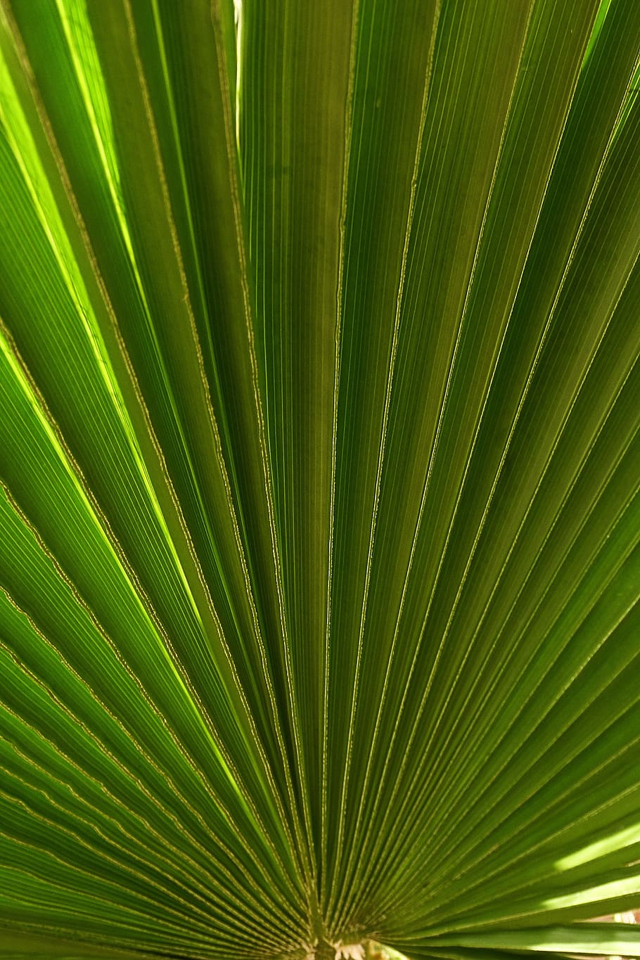 Palm, Leaf, Palm Tree, Plant, fan palm, nature, green, palm leaf HD wallpaper