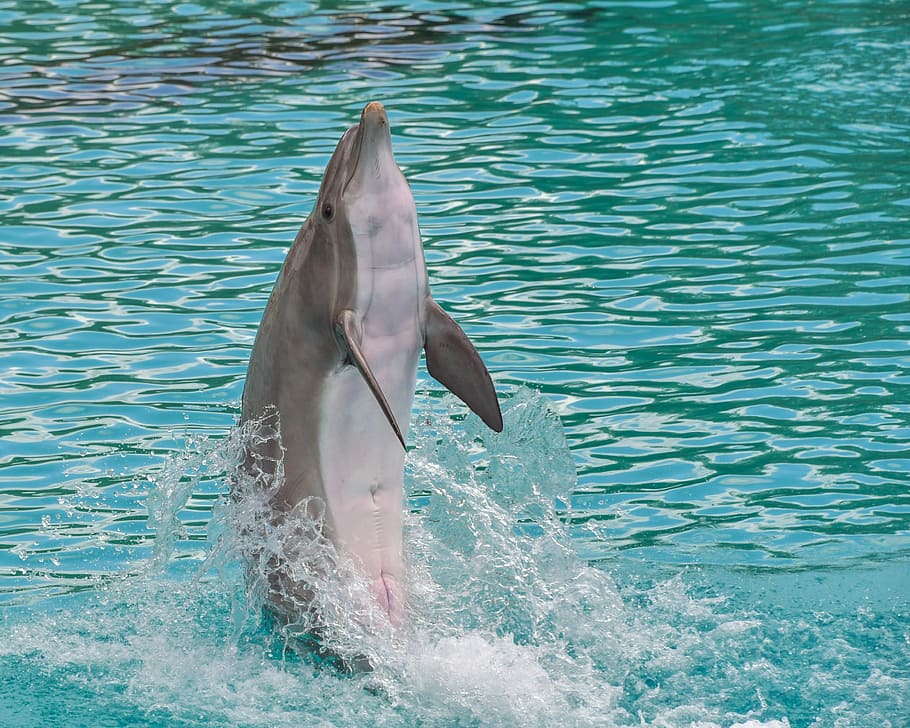 gray dolphin lifting above water, standing, back, happy, marine mammal, HD wallpaper