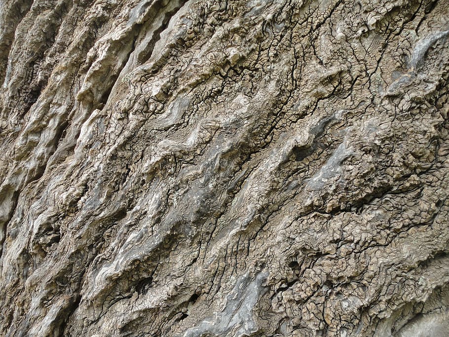 trunk, bark, tree, nature, wood, tree bark, texture, tree trunk HD wallpaper