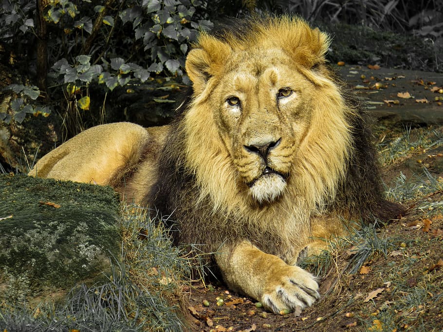 Lion, Predator, Cat, Zoo, Nuremberg, close, mane, lion - Feline HD wallpaper