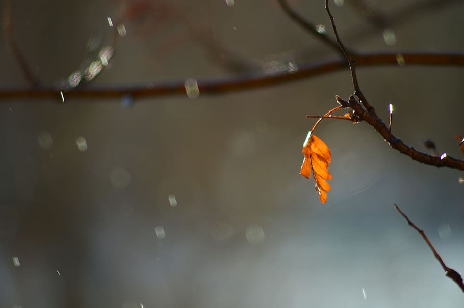 close up photo of brown leaf, tree, sheet, spring, warm, city HD wallpaper