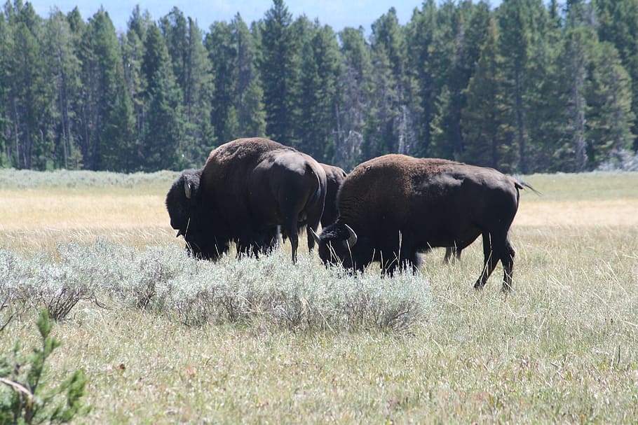 buffalo, grazing, bison, plant, animal, animal themes, mammal HD wallpaper