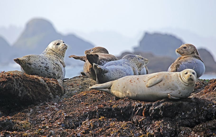 five gray sea lions on brown stone fragment, seals, resting, rock