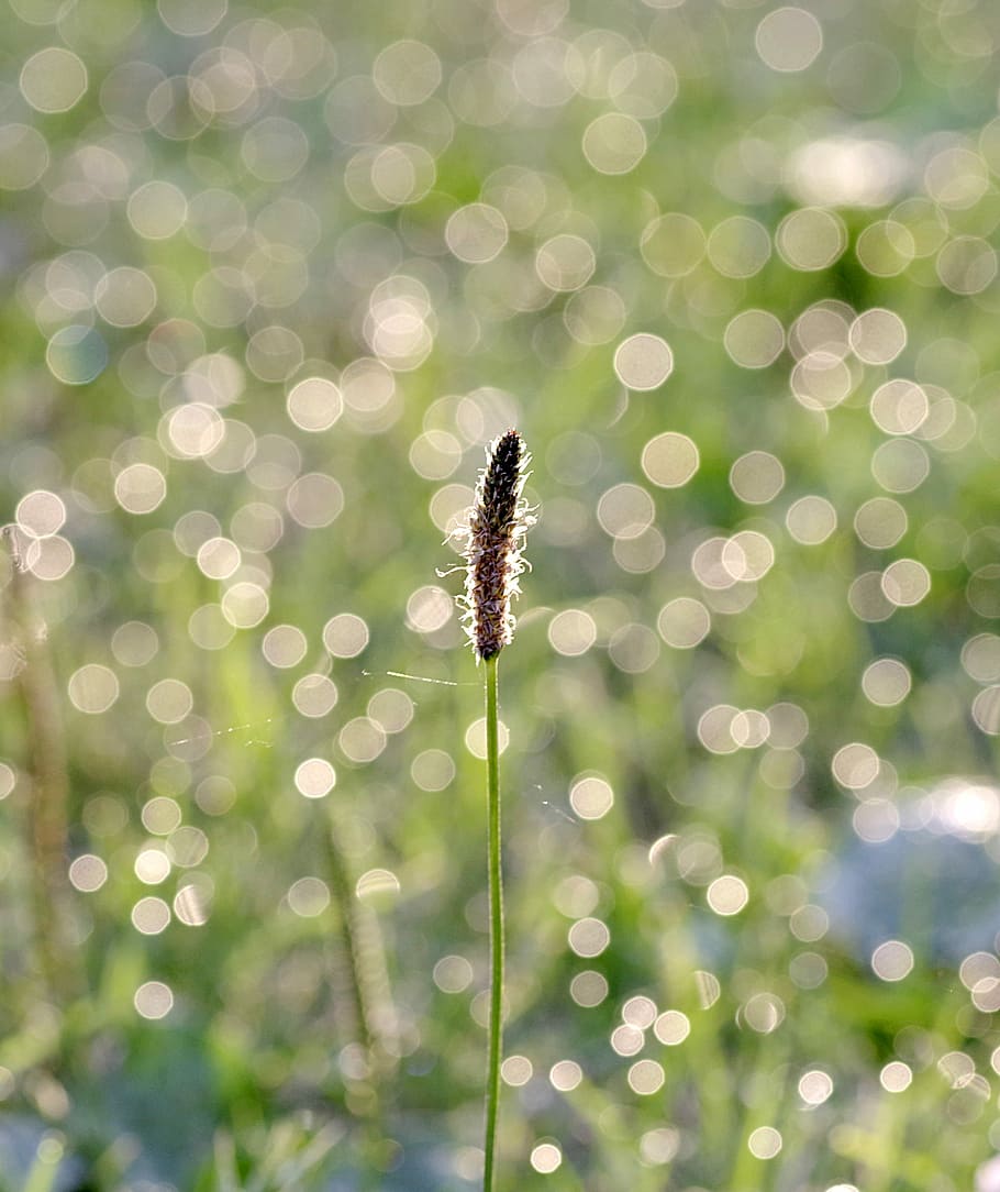 Grass, Blade, Glow, Dawn, Morning, rosa, green, nature, drops HD wallpaper