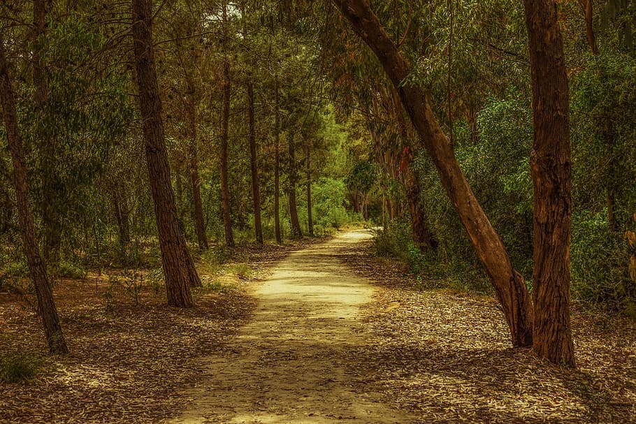 empty pathway surrounded by trees, forest, park, nature, landscape HD wallpaper