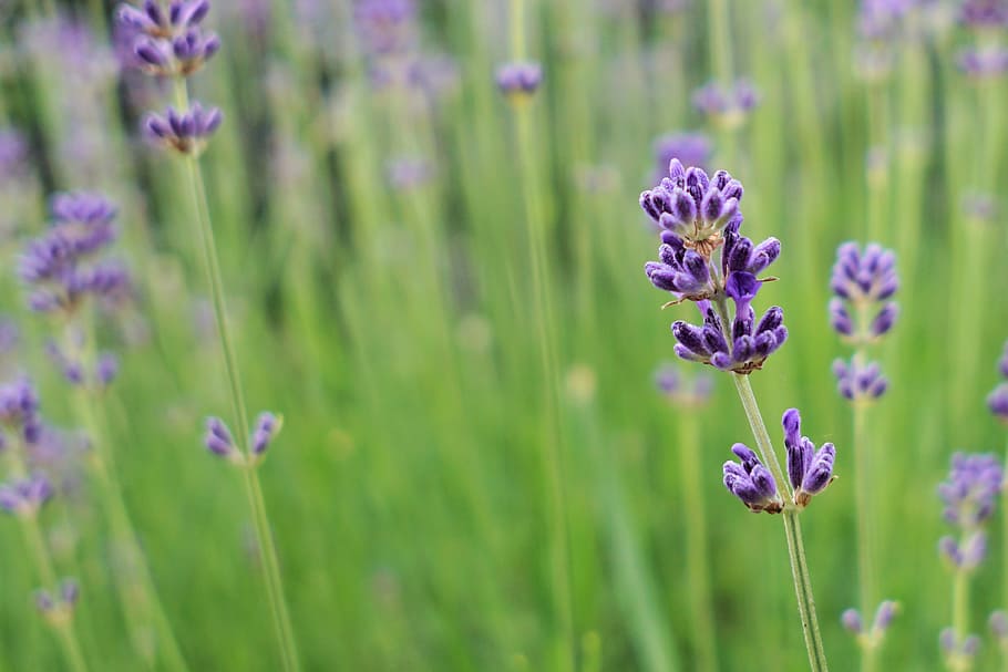 nature, field, flowers, summer, aromatherapy, aromatic, bloom HD wallpaper