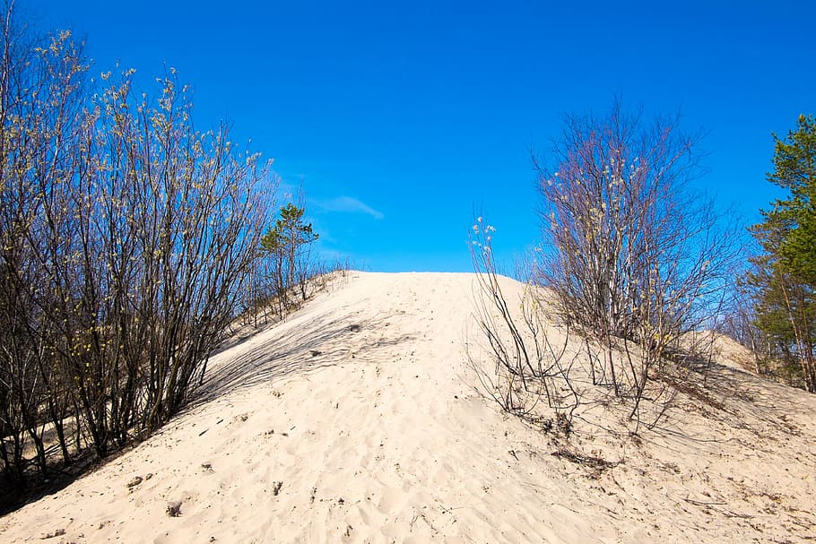 sky, sand, dune, spring, the bushes, upgrade, road, the way HD wallpaper