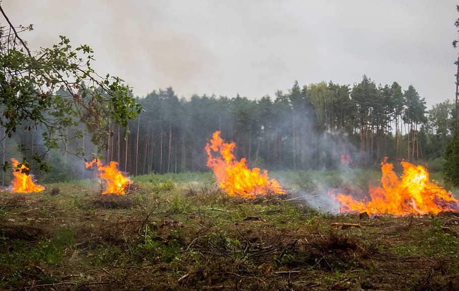 campfire, forest, meadow, large, great, flames, smoke, cloudy HD wallpaper