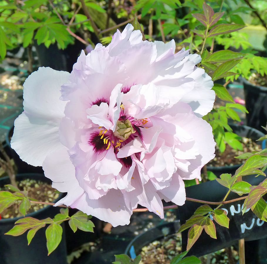 flower, peony, flowering, button, white, pink, garden, flowering plant HD wallpaper