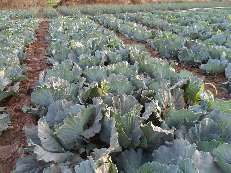 cabbage, gardening, green, vegetable, grow, agriculture, farm, HD wallpaper