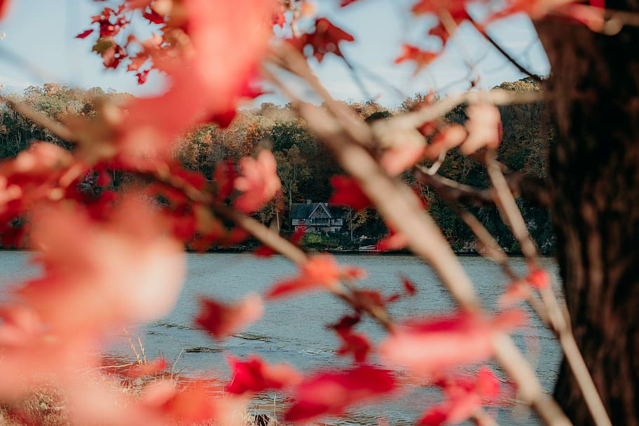 red leaf plant, house surrounded by trees, mountain, lake, water HD wallpaper