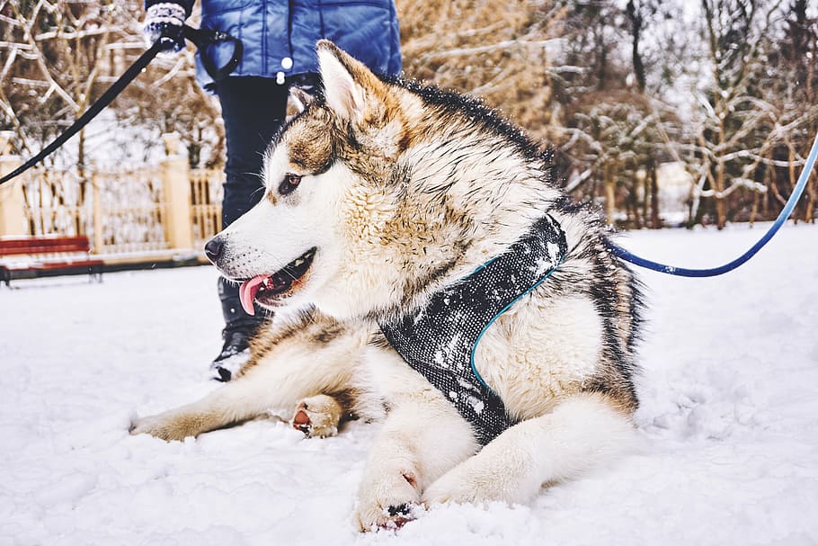 animal, canine, cold, dog, pet, snow, winter, cold temperature HD wallpaper