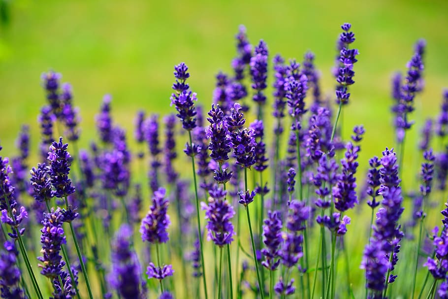 shallow focus photography of purple lavenders, flowers, wild plant
