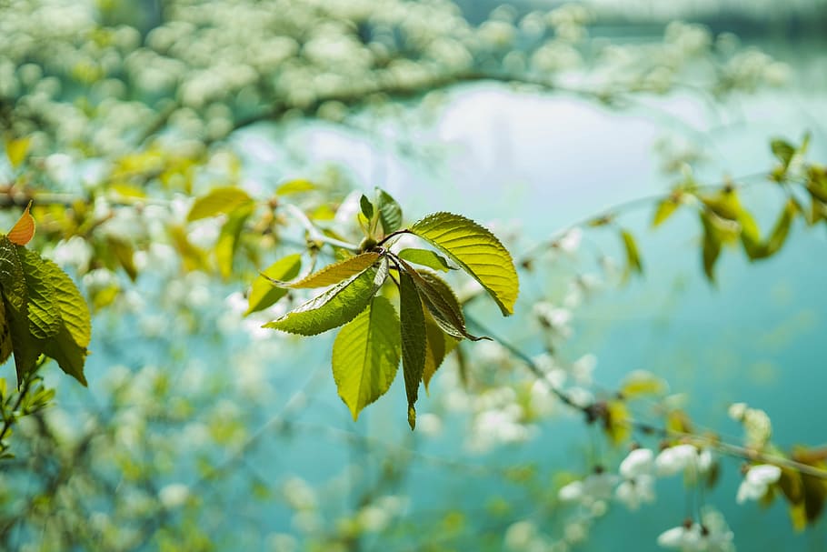 leaves, cherry, green, leaf, spring, sprout, nature, plant HD wallpaper
