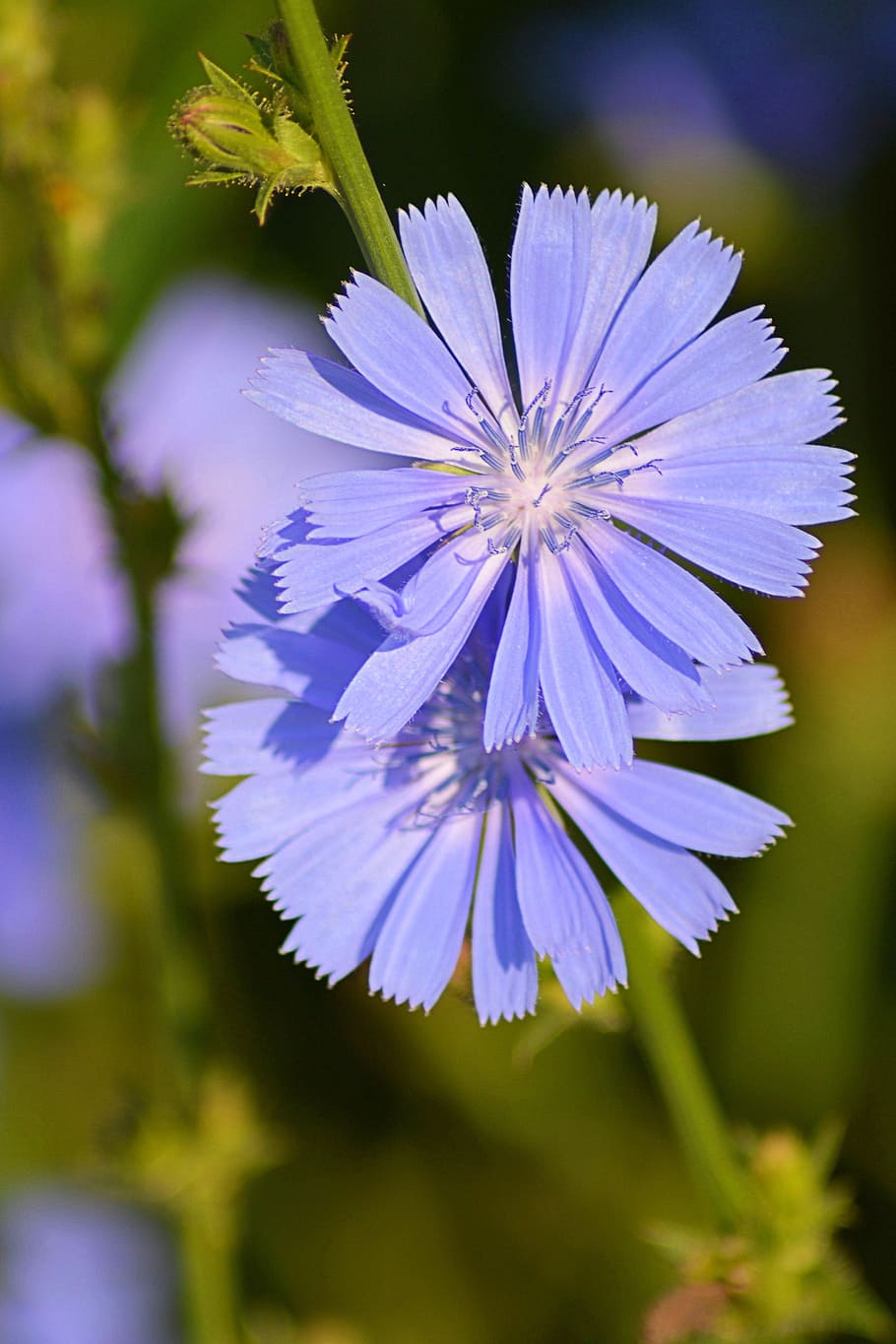 chicory, blossom, bloom, blue, flower, summer, nature, wild flowers HD wallpaper