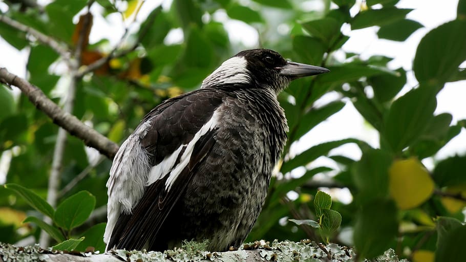 bird, magpie, australia, animal themes, animals in the wild, HD wallpaper