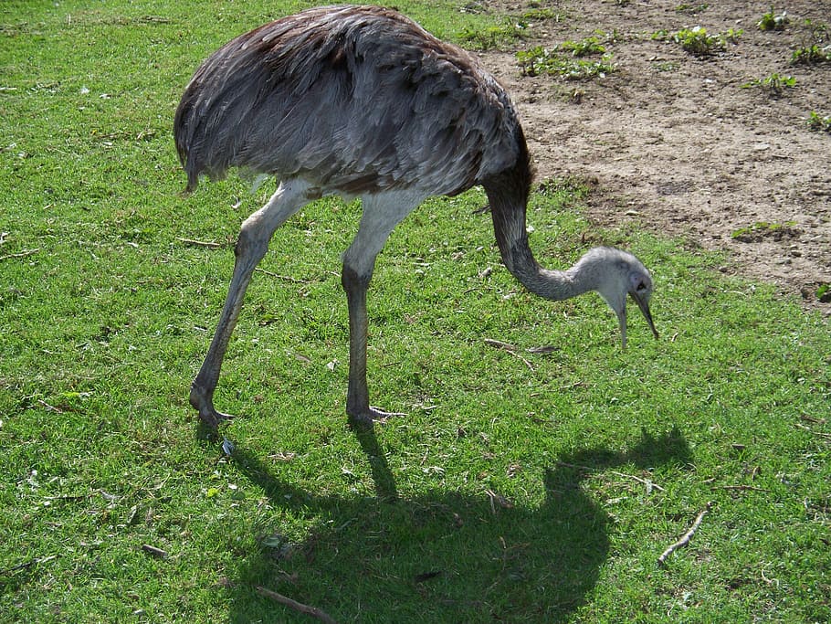 rhea, bird, flightless, ratite, guarani, large, grey, feathers HD wallpaper