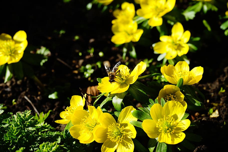 Flower, Blossom, Bloom, winterling, yellow, eranthis hyemalis HD wallpaper