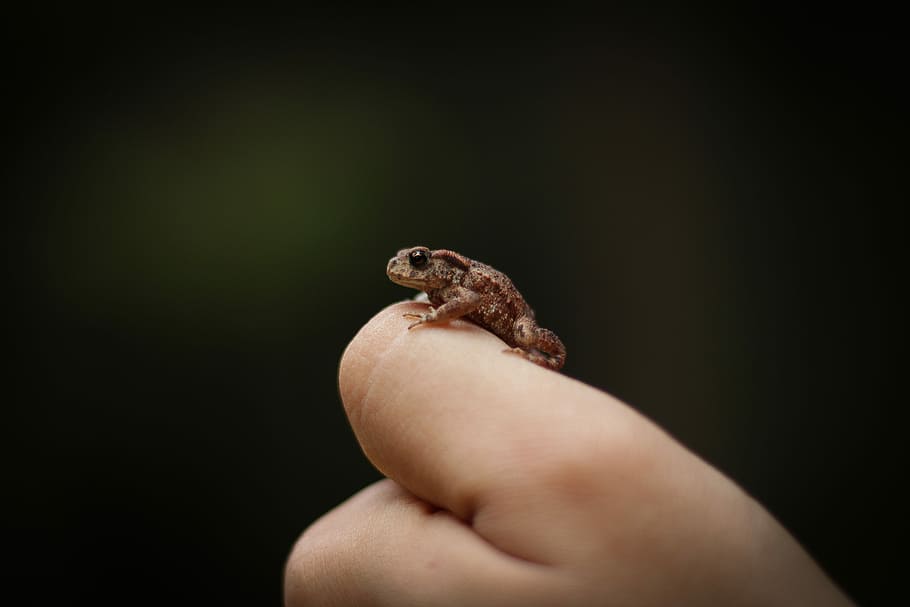 selective focus photography of person handling brown toad, macro photography of brown frog on person hand HD wallpaper