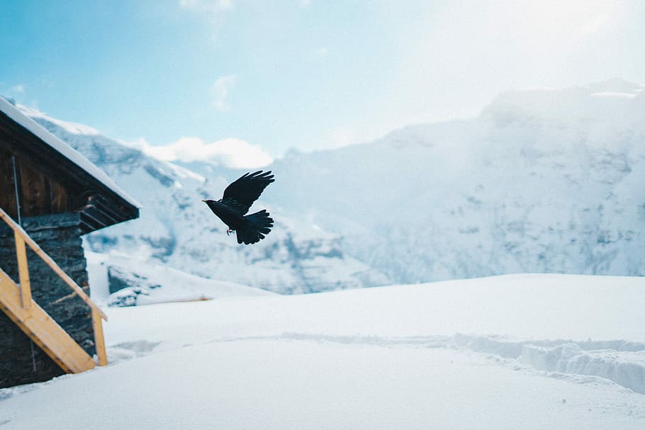 black bird flying on black shed, black bird across the house during daytime HD wallpaper