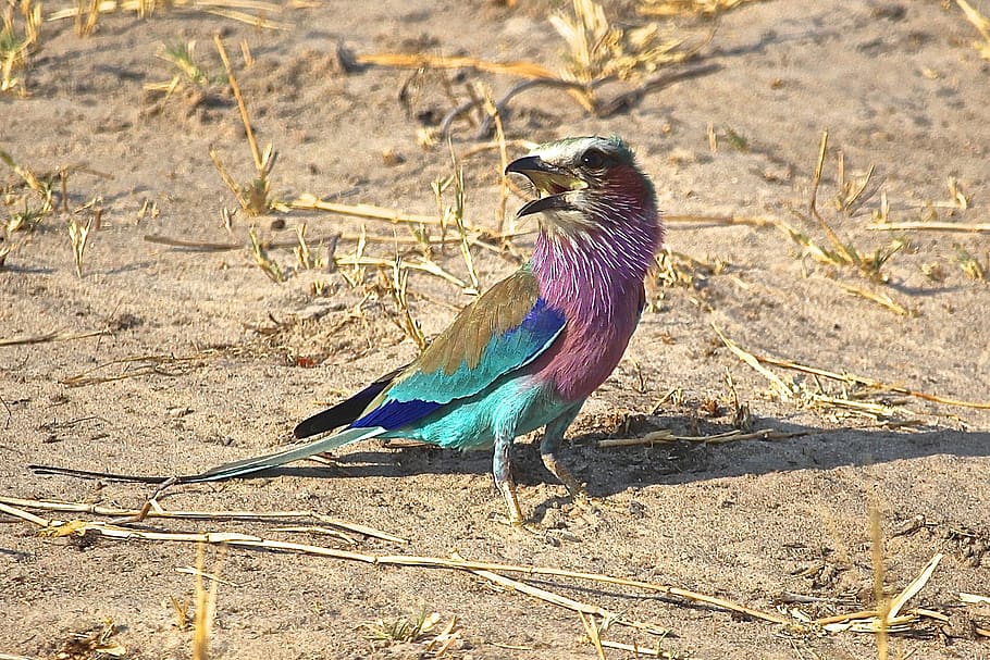 lilac breasted roller, african birds, zimbabwe, animal themes
