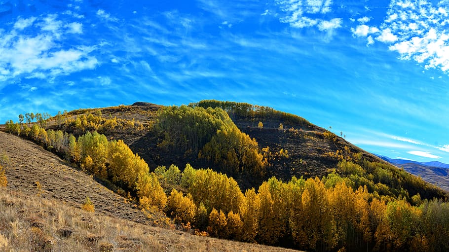green trees during daytime, turkey, autumn, season, nature, beautiful, HD wallpaper