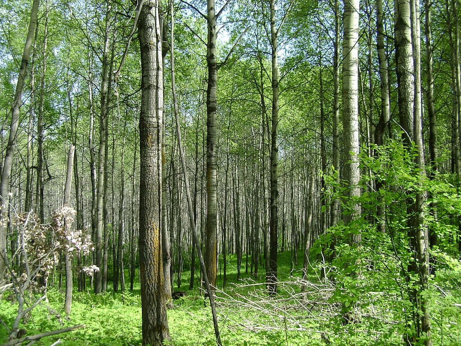 Aspen, Osinski, forest, tree, nature, tree trunk, woodland HD wallpaper